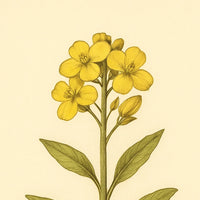 Rapsbaserte fettsyreamider